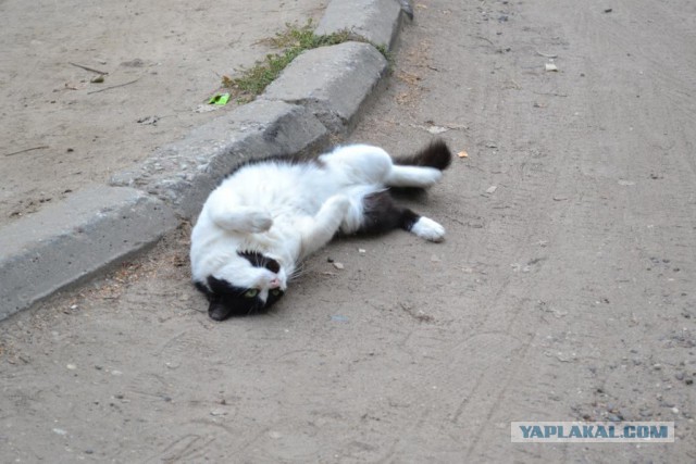 Котовторник 16.09.14