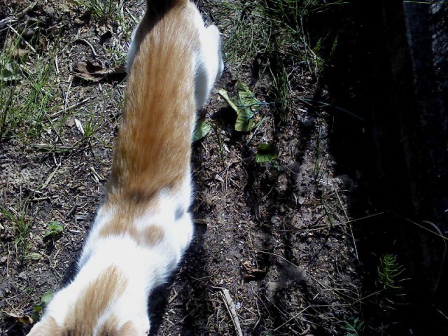Котовторник 16.09.14