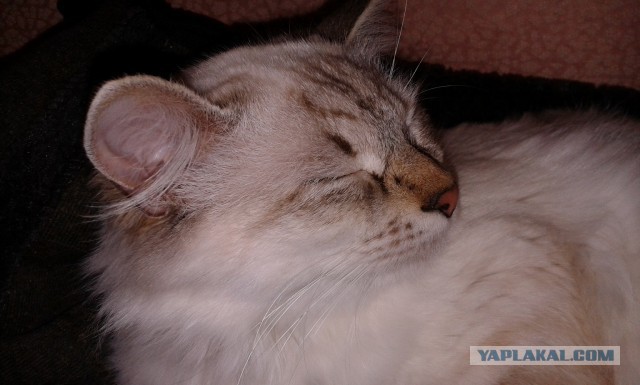 Котовторник 11.11.2014