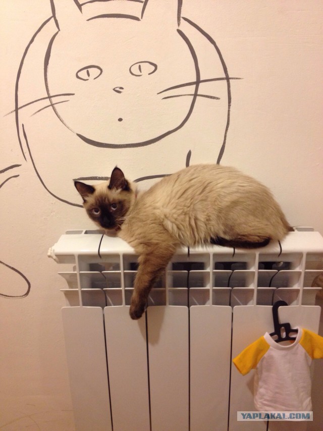 Сторожевой кот