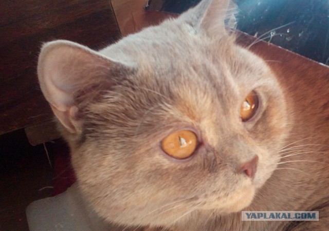 Котовторник 07 04 2015