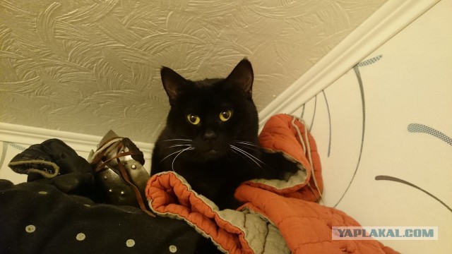 Котовторник
