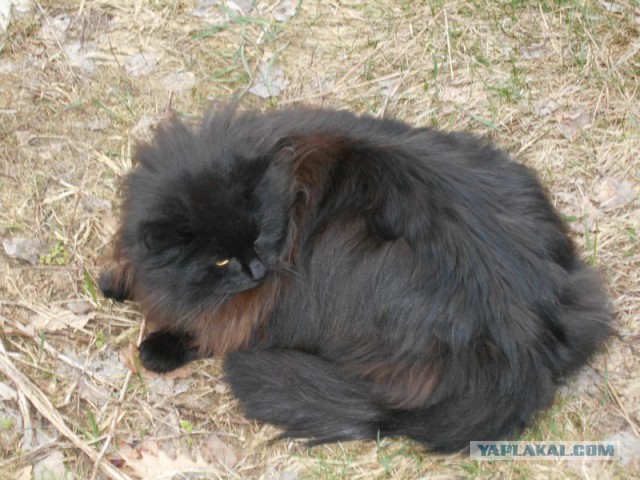 Жизнь домашнего приюта для котеек 108