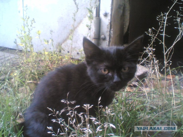 Лечение гаражного кота Кардана.