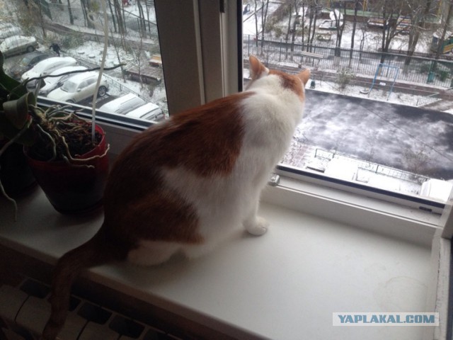 Котовторник 01.11.2016 г.