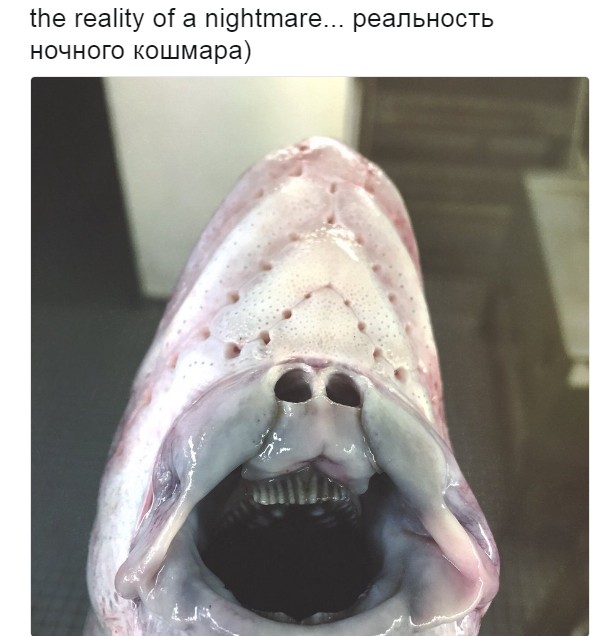 Порция новых монстров, выловленных в океане