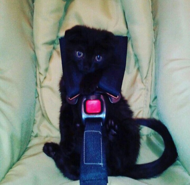 Коты и Кошки