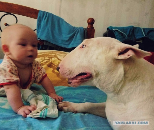Cобакены к четвергу