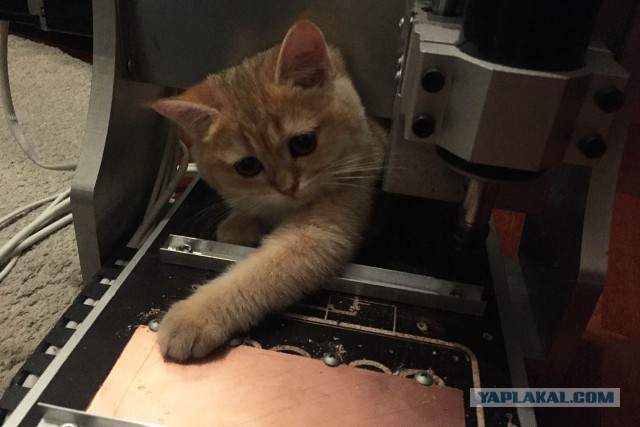 Алкомат. Или когда коту делать нечего...