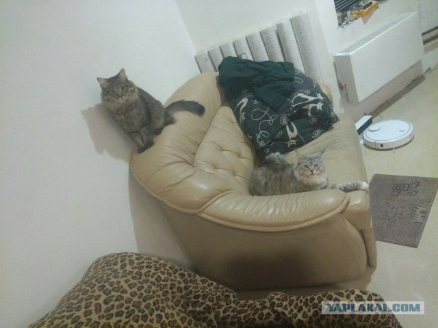 Котовторник  19.12.2017