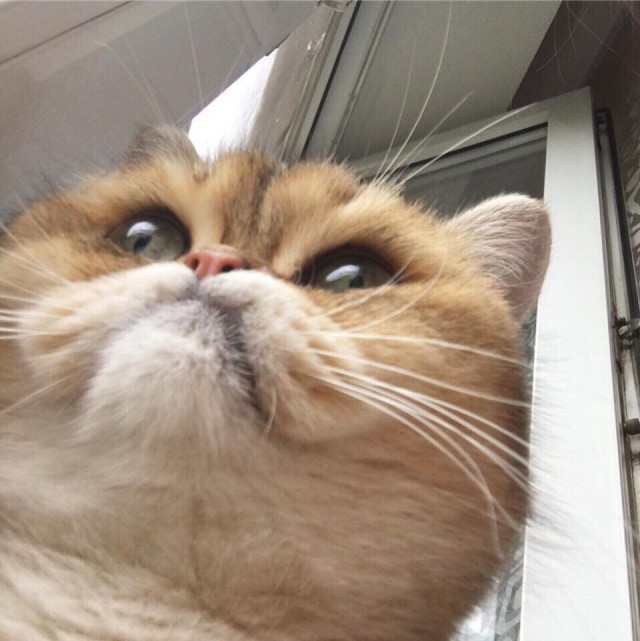 Фотобомбы котов