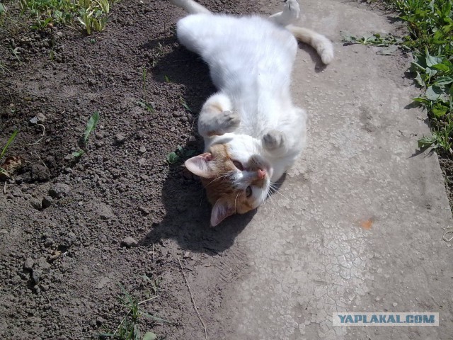 А давайте отвлечемся от политики и всяких прочих санкций, и начнем котовторник 10. 04. 2018