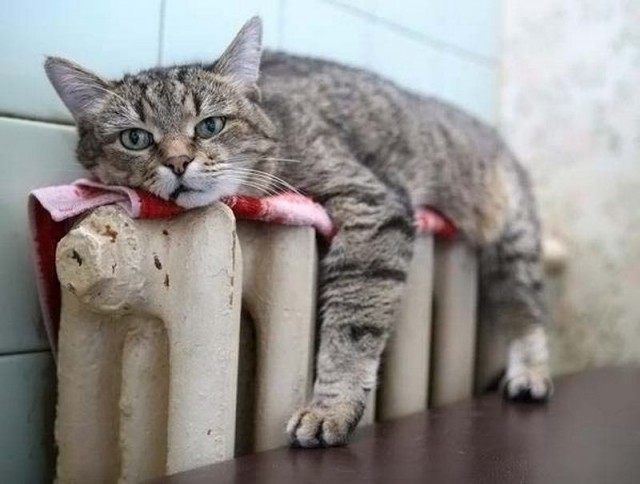 Подборка настоящих котов