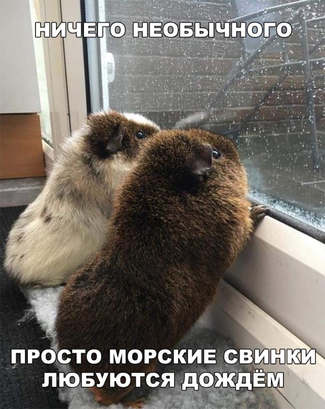 Живность из сети