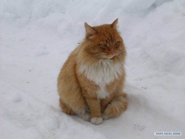 Рыжий котовторник на ЯПлакал!, Смотрим  и добавляем!