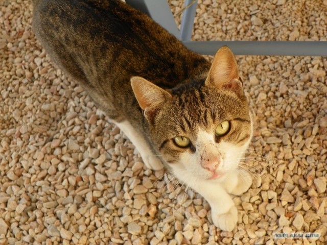 Котовторник начался