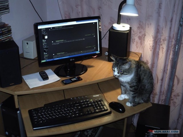 Котовторник 1.02.2011