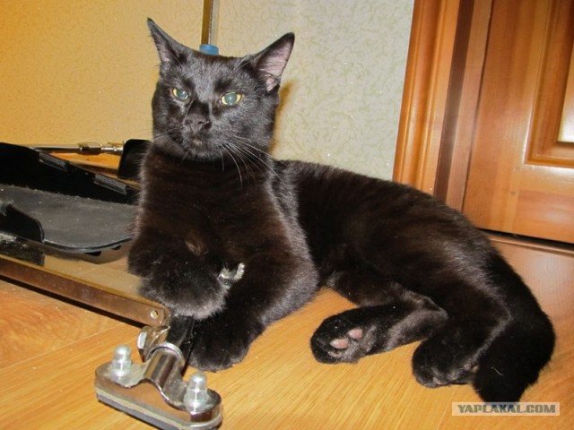 Сегодня котовторник, а котиков все нет