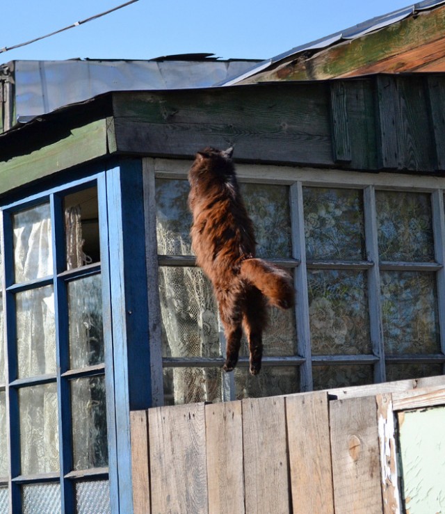 Начинаем котовторник!