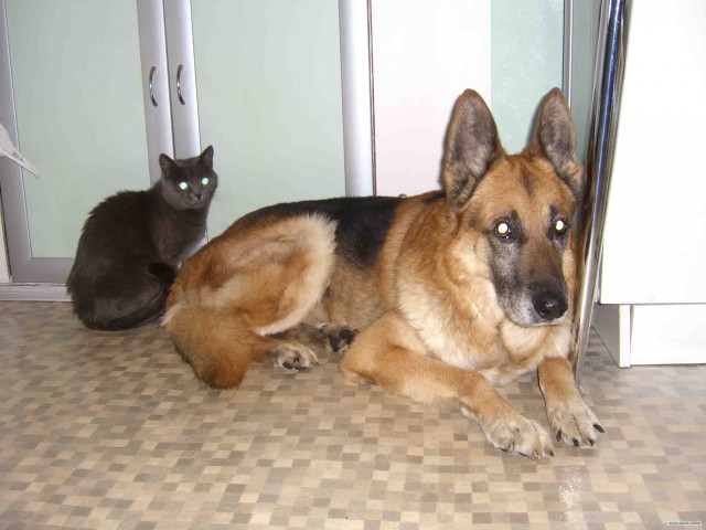Котовторник в "КотоГетто"