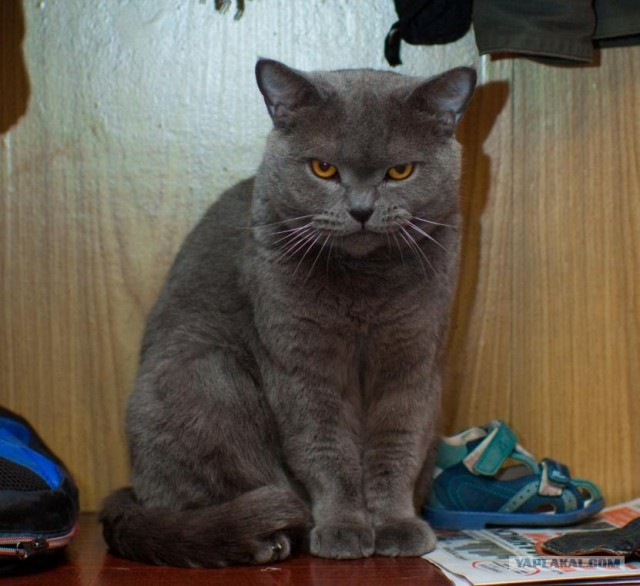 Котовторник!