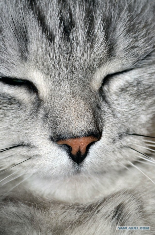 Котовторник 24.04.2012