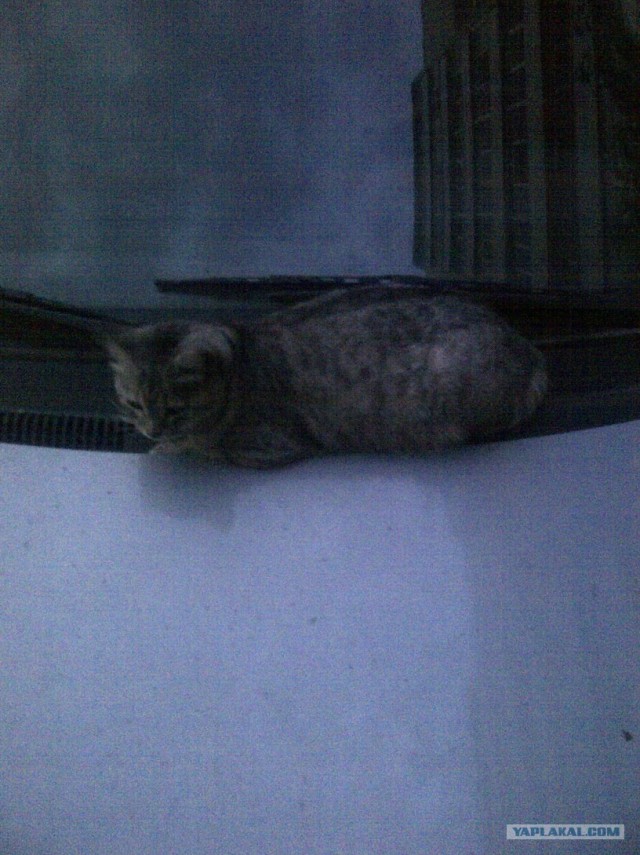 Котовторник (15.05.2012)