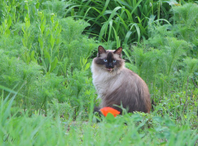 Зимние коты