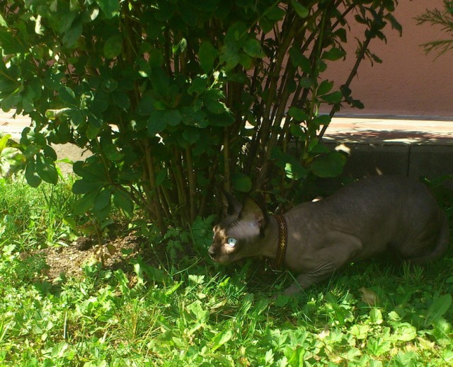 Котовторник 03 07 2012