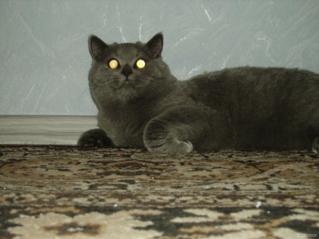 Котовторник 31.07.2012 г.