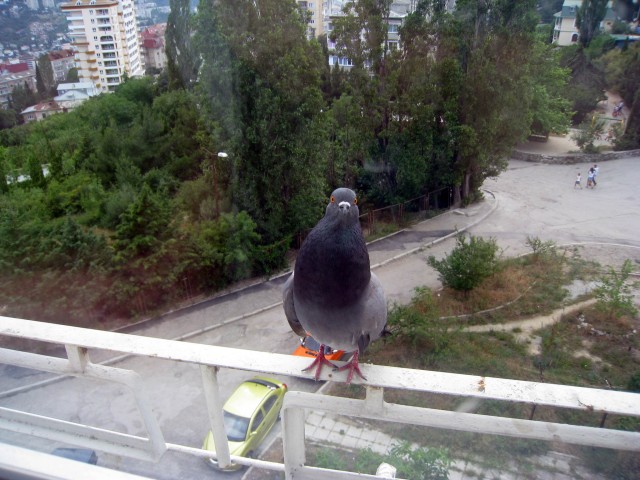 Прикормили