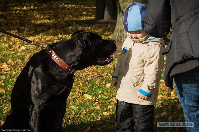 Собака — Улыбака :)