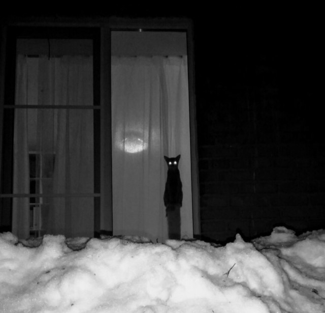 Прикольных котов пост