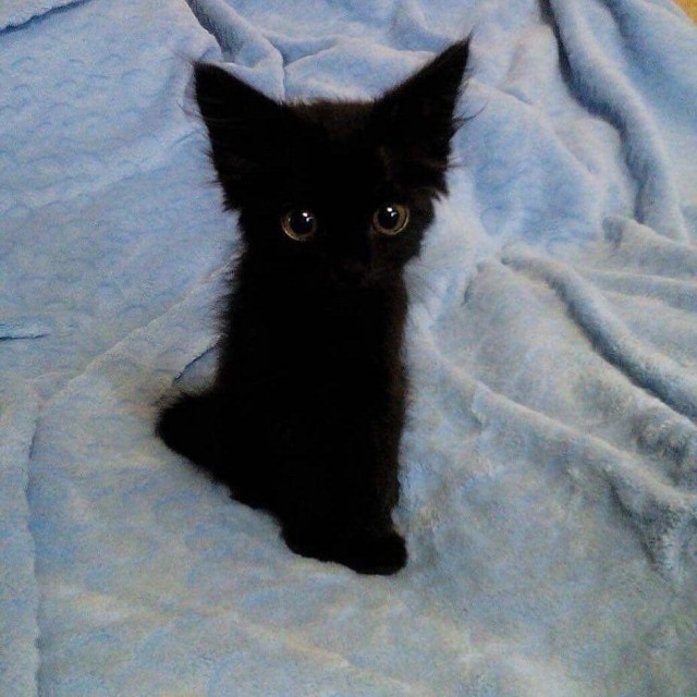 Прикольных котов пост