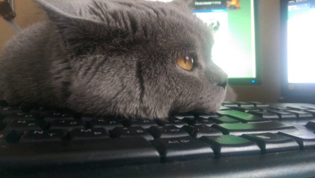С Днём кошки!