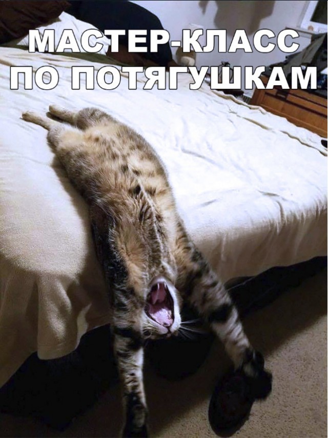 Забавные фото котеек