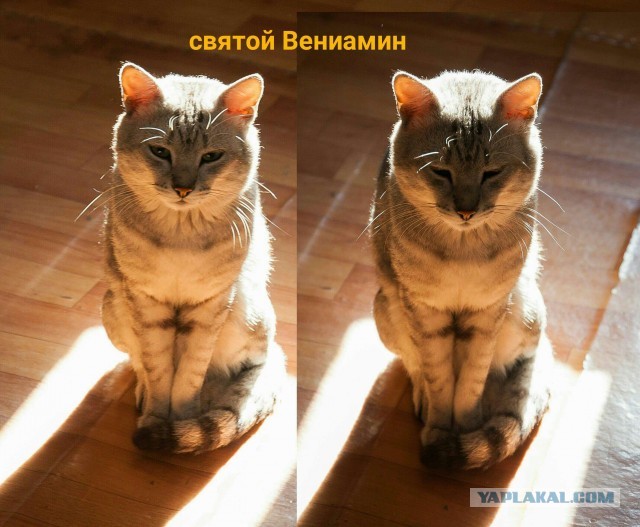 Котовторник 03.03.2020