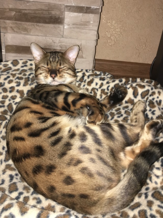 Котофеев пост