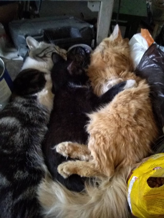 Коты, которые нас порадовали!
