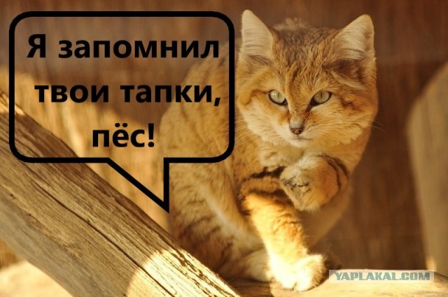 Даже будучи взрослыми, дикие Барханные кошки выглядят как котята