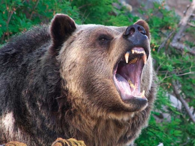 В Красноярском крае медведь загрыз насмерть 39-летнюю женщину.