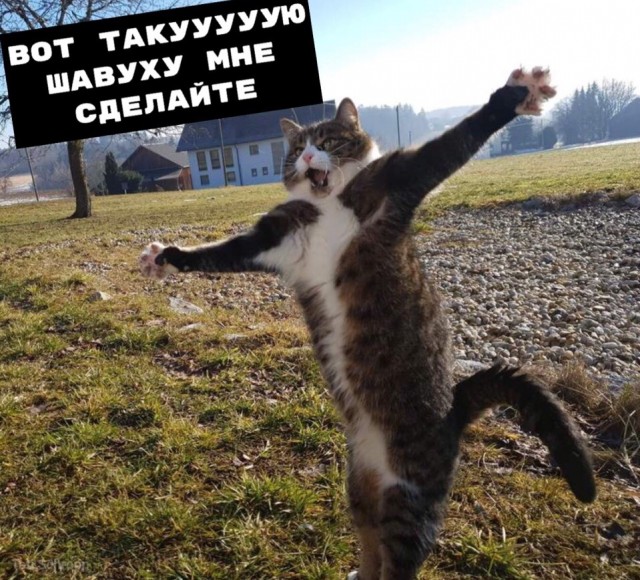 Глазки отдохните: подборка живности всякой