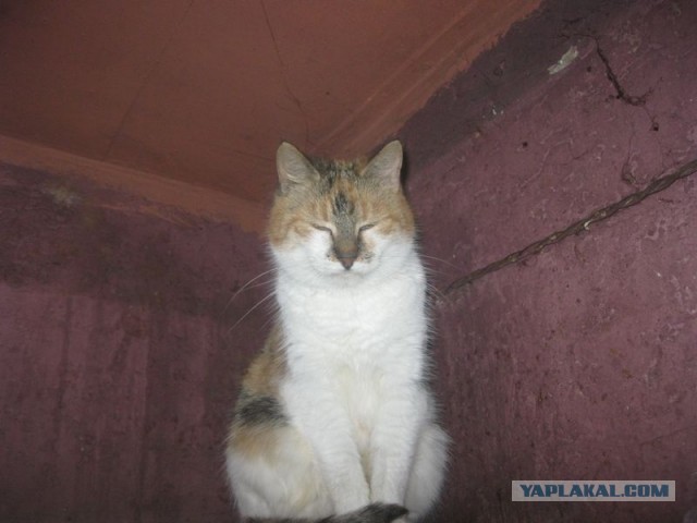 Жизнь домашнего приюта для котеек 322