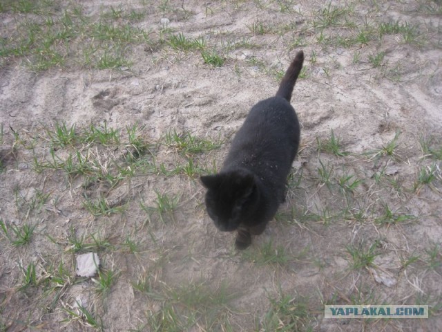 Жизнь домашнего приюта для котеек 337