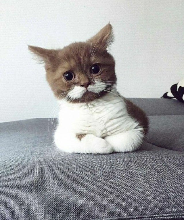 Котовторник 28.09.21