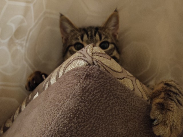 Жизнь домашнего приюта "Котоленд" 309