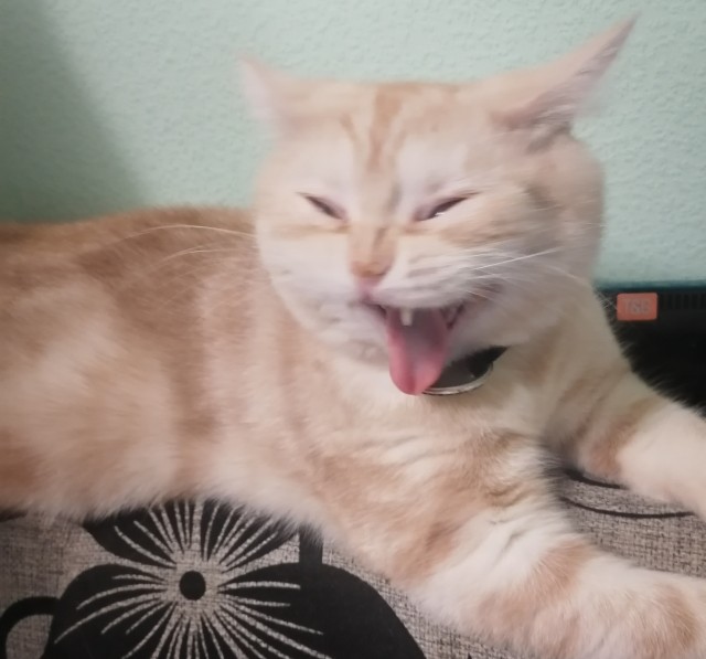 Вы, что спите? Вставайте, котовторник же!