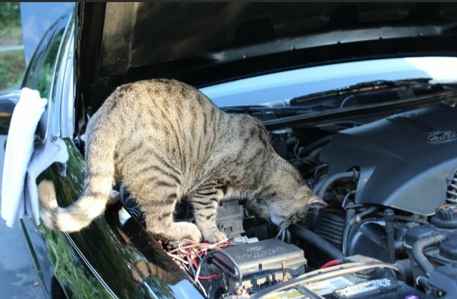 Был бы у меня такой кот...