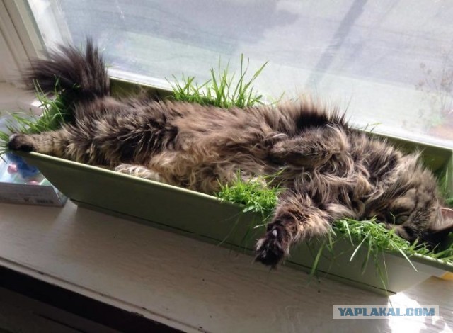 А вот и котовторник 24.05.2022