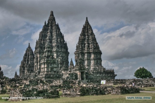 Они живут только 40 лет